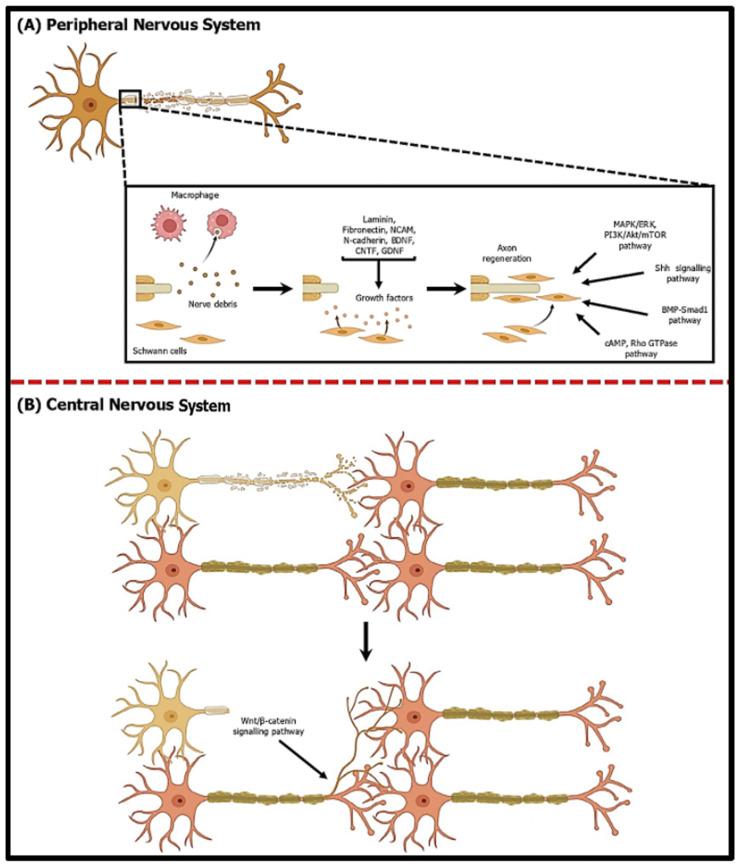 https://cdn.ncbi.nlm.nih.gov/pmc/blobs/e870/11593954/3863ccb46c02/ijms-25-11904-g005.jpg