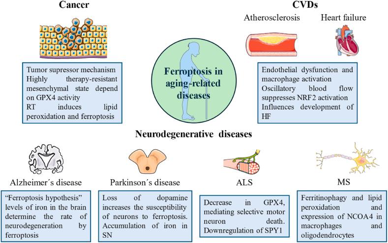 https://cdn.ncbi.nlm.nih.gov/pmc/blobs/e872/11564042/aafdfde18451/gr3.jpg