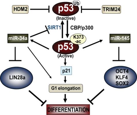https://cdn.ncbi.nlm.nih.gov/pmc/blobs/e874/3289600/278b2da48353/pbio.1001268.g007.jpg