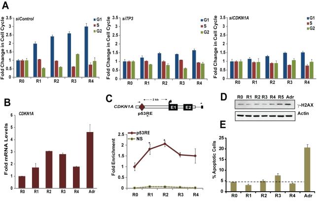 https://cdn.ncbi.nlm.nih.gov/pmc/blobs/e874/3289600/b75f11687e4e/pbio.1001268.g003.jpg