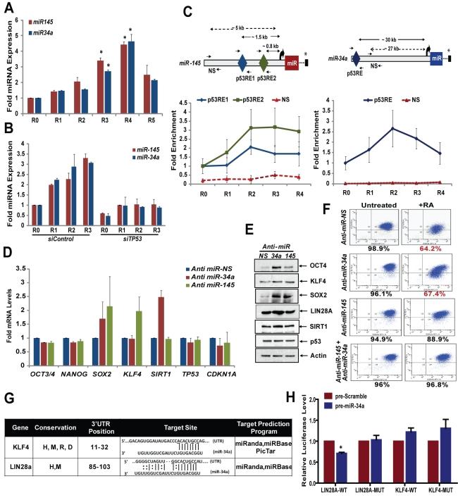 https://cdn.ncbi.nlm.nih.gov/pmc/blobs/e874/3289600/f61e811b231b/pbio.1001268.g006.jpg