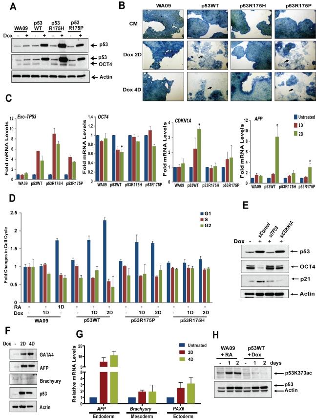 https://cdn.ncbi.nlm.nih.gov/pmc/blobs/e874/3289600/fc745886f36b/pbio.1001268.g005.jpg