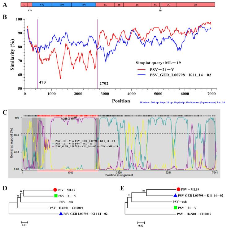 https://cdn.ncbi.nlm.nih.gov/pmc/blobs/e875/12030907/058cd1e74a8e/viruses-17-00505-g008.jpg