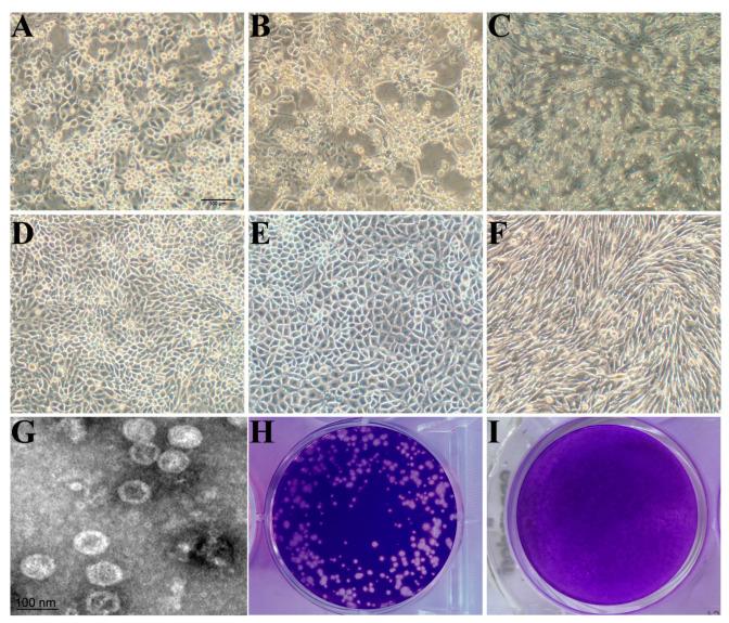 https://cdn.ncbi.nlm.nih.gov/pmc/blobs/e875/12030907/ba4e2c1067b2/viruses-17-00505-g001.jpg