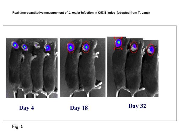 https://cdn.ncbi.nlm.nih.gov/pmc/blobs/e877/1868746/dda94c06e9fa/1475-9292-6-3-5.jpg