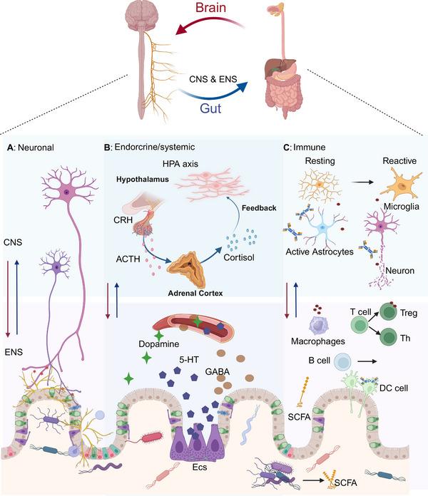 https://cdn.ncbi.nlm.nih.gov/pmc/blobs/e878/12006732/b9691bc5a0ef/MCO2-6-e70168-g002.jpg