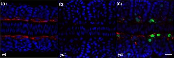 https://cdn.ncbi.nlm.nih.gov/pmc/blobs/e87b/2890509/15c45f8269f0/1741-7007-8-65-1.jpg