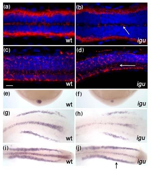 https://cdn.ncbi.nlm.nih.gov/pmc/blobs/e87b/2890509/831262be9017/1741-7007-8-65-5.jpg