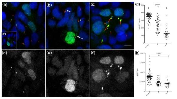 https://cdn.ncbi.nlm.nih.gov/pmc/blobs/e87b/2890509/d25cb7e25b9f/1741-7007-8-65-2.jpg