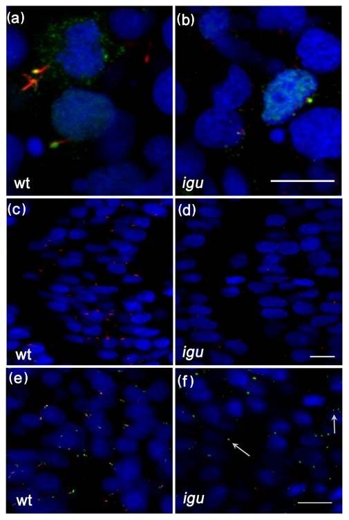 https://cdn.ncbi.nlm.nih.gov/pmc/blobs/e87b/2890509/d9168976b2cc/1741-7007-8-65-3.jpg