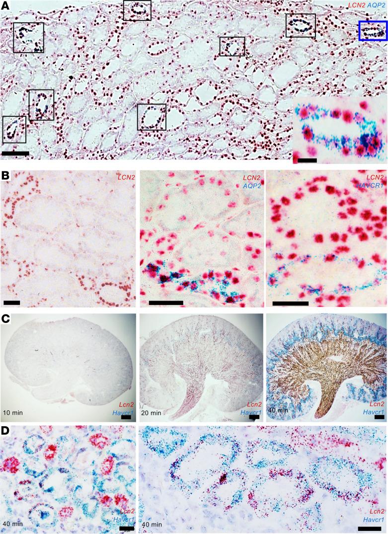 https://cdn.ncbi.nlm.nih.gov/pmc/blobs/e87e/8986083/13fa6433bb01/jciinsight-7-146374-g059.jpg