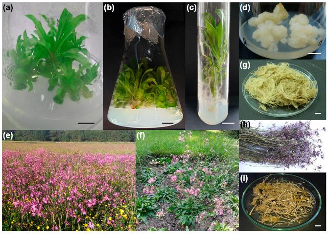https://cdn.ncbi.nlm.nih.gov/pmc/blobs/e87f/7911596/4ba27f2ef4f8/plants-10-00206-g001.jpg