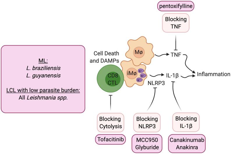 https://cdn.ncbi.nlm.nih.gov/pmc/blobs/e881/8032888/5260cb42d2c0/fimmu-12-660183-g002.jpg