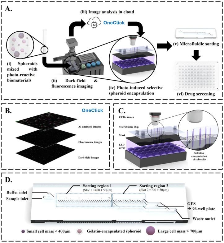 https://cdn.ncbi.nlm.nih.gov/pmc/blobs/e882/11352754/acc25e61e2d5/biosensors-14-00392-sch001.jpg