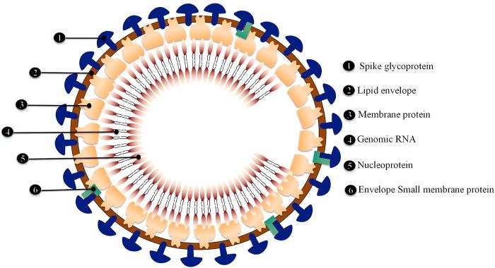 https://cdn.ncbi.nlm.nih.gov/pmc/blobs/e882/9727200/c4807defa80d/fphar-13-1033674-g004.jpg