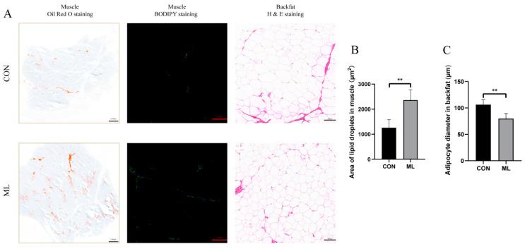 https://cdn.ncbi.nlm.nih.gov/pmc/blobs/e883/11047539/a221fb8e1d24/animals-14-01233-g001.jpg
