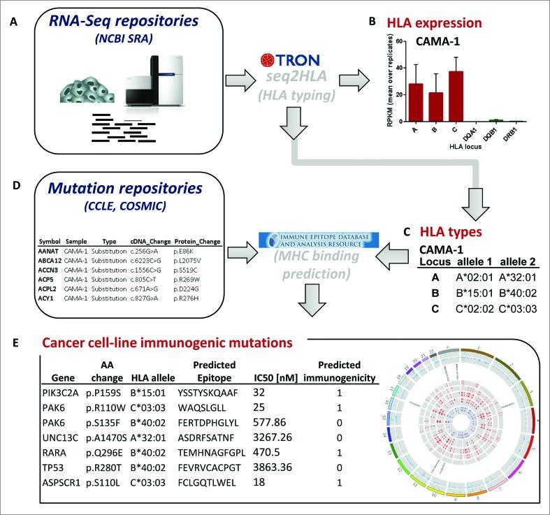 https://cdn.ncbi.nlm.nih.gov/pmc/blobs/e885/4355981/608139a56d94/koni-03-e954893-g001.jpg