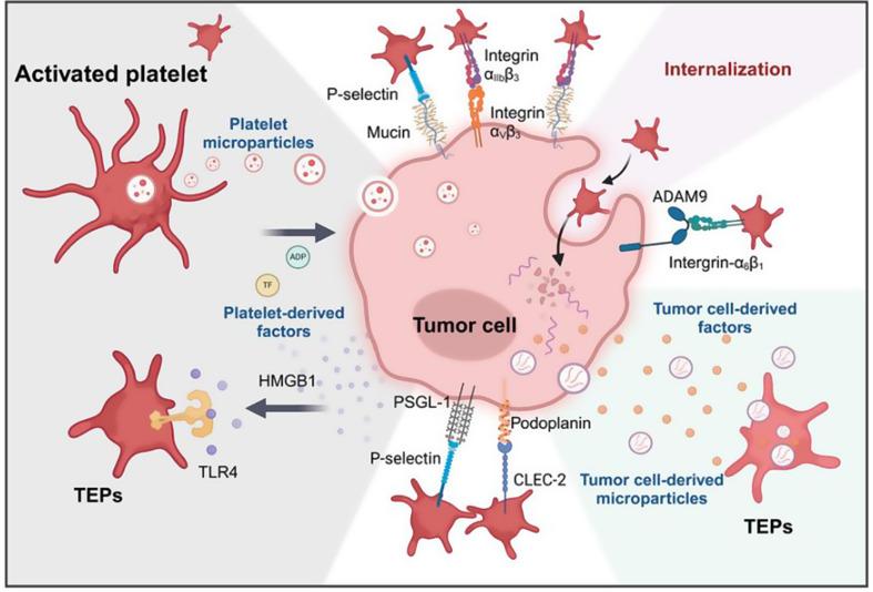 https://cdn.ncbi.nlm.nih.gov/pmc/blobs/e887/12255057/08bb10f4e2ec/12935_2025_3877_Fig1_HTML.jpg