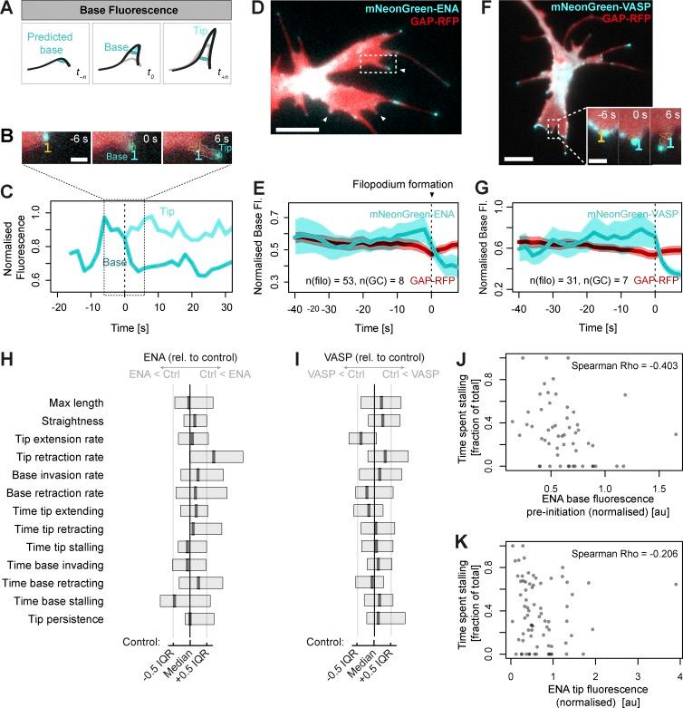 https://cdn.ncbi.nlm.nih.gov/pmc/blobs/e887/5626553/738289b327c3/JCB_201705113_Fig4.jpg