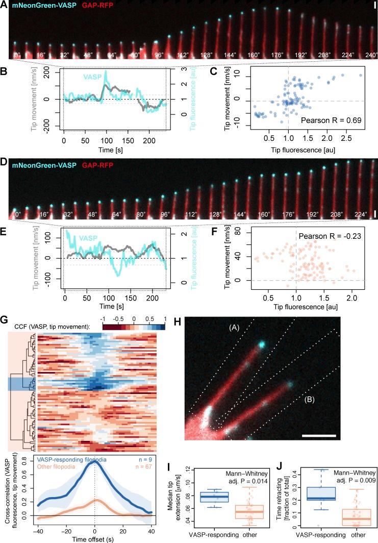 https://cdn.ncbi.nlm.nih.gov/pmc/blobs/e887/5626553/c44905e89f74/JCB_201705113_Fig6.jpg