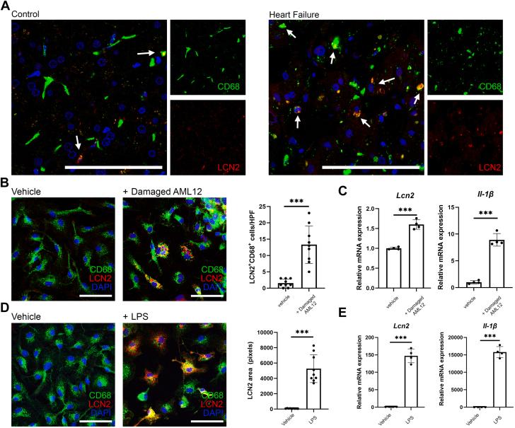 https://cdn.ncbi.nlm.nih.gov/pmc/blobs/e889/12134598/48e41ade0321/gr9.jpg