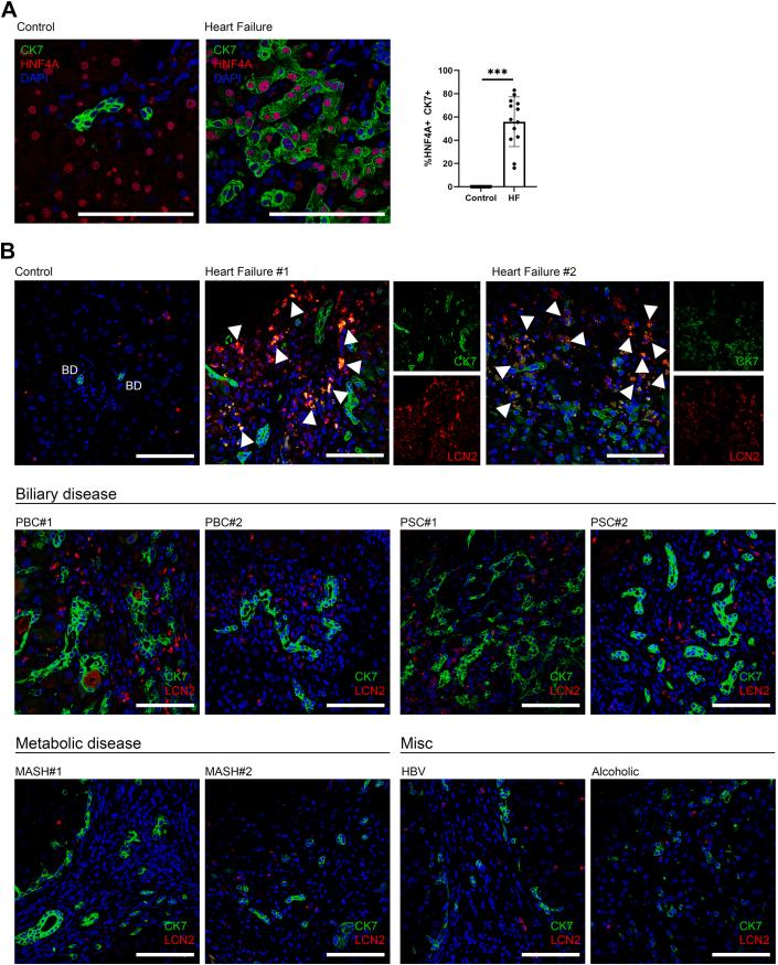 https://cdn.ncbi.nlm.nih.gov/pmc/blobs/e889/12134598/75b6f29501ab/gr8.jpg