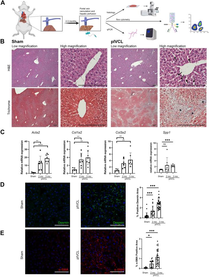 https://cdn.ncbi.nlm.nih.gov/pmc/blobs/e889/12134598/916c2b68a251/gr6.jpg