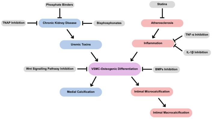 https://cdn.ncbi.nlm.nih.gov/pmc/blobs/e890/12193968/e5ab0fbfcc75/jcdd-12-00206-g002.jpg