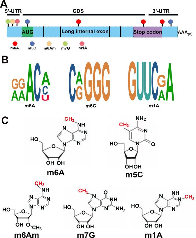 https://cdn.ncbi.nlm.nih.gov/pmc/blobs/e897/9293946/aa9313490130/41420_2022_1113_Fig1_HTML.jpg