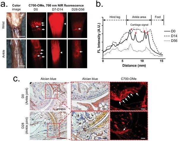 https://cdn.ncbi.nlm.nih.gov/pmc/blobs/e89b/6947695/526a419a0950/ADVS-7-1902267-g003.jpg