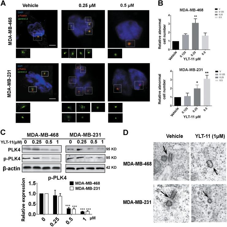 https://cdn.ncbi.nlm.nih.gov/pmc/blobs/e89c/6194023/c6aff09ab7bc/41419_2018_1071_Fig3_HTML.jpg