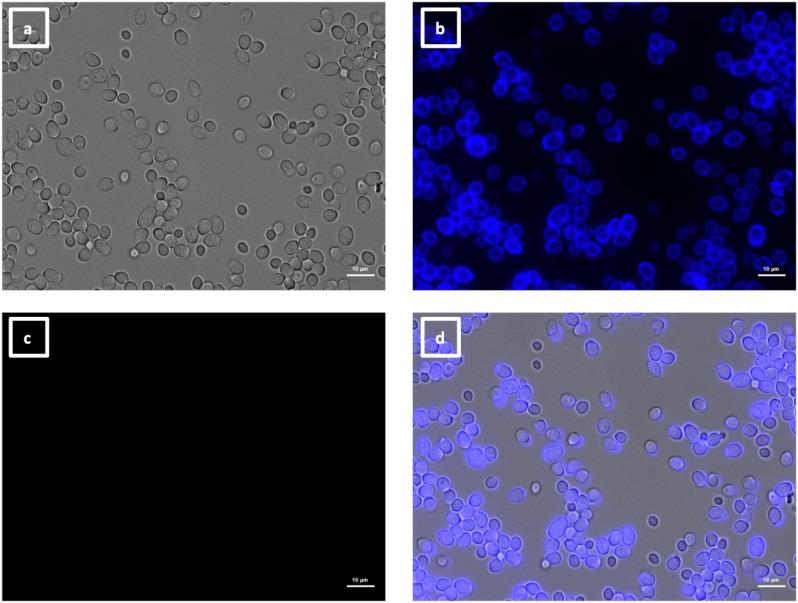 https://cdn.ncbi.nlm.nih.gov/pmc/blobs/e89d/11572700/01b95b7c9cd7/spectrum.04269-23.f008.jpg