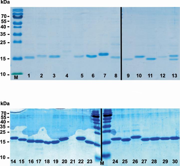 https://cdn.ncbi.nlm.nih.gov/pmc/blobs/e89d/11572700/736a0f660997/spectrum.04269-23.f002.jpg