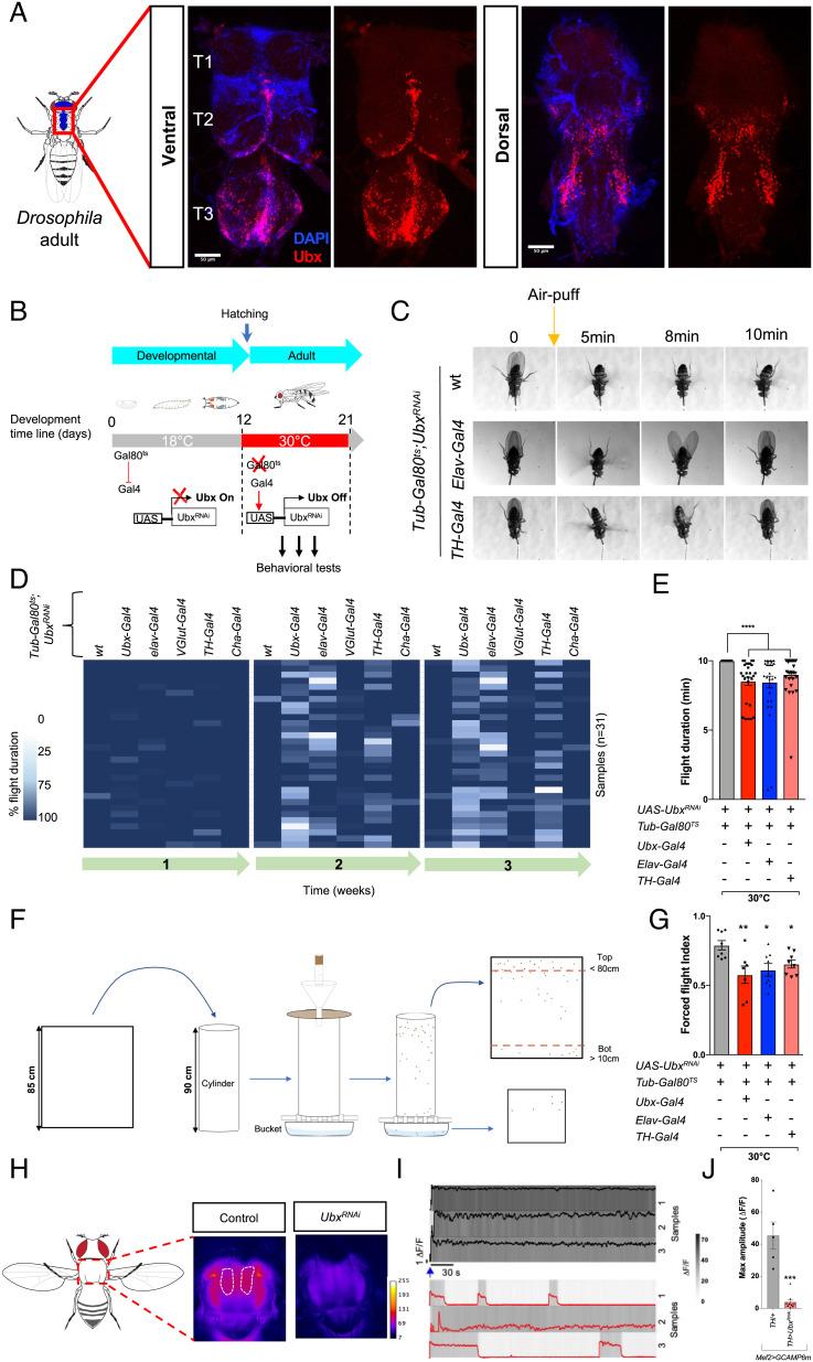 https://cdn.ncbi.nlm.nih.gov/pmc/blobs/e8a0/9894213/d1755933c53a/pnas.2209531119fig01.jpg