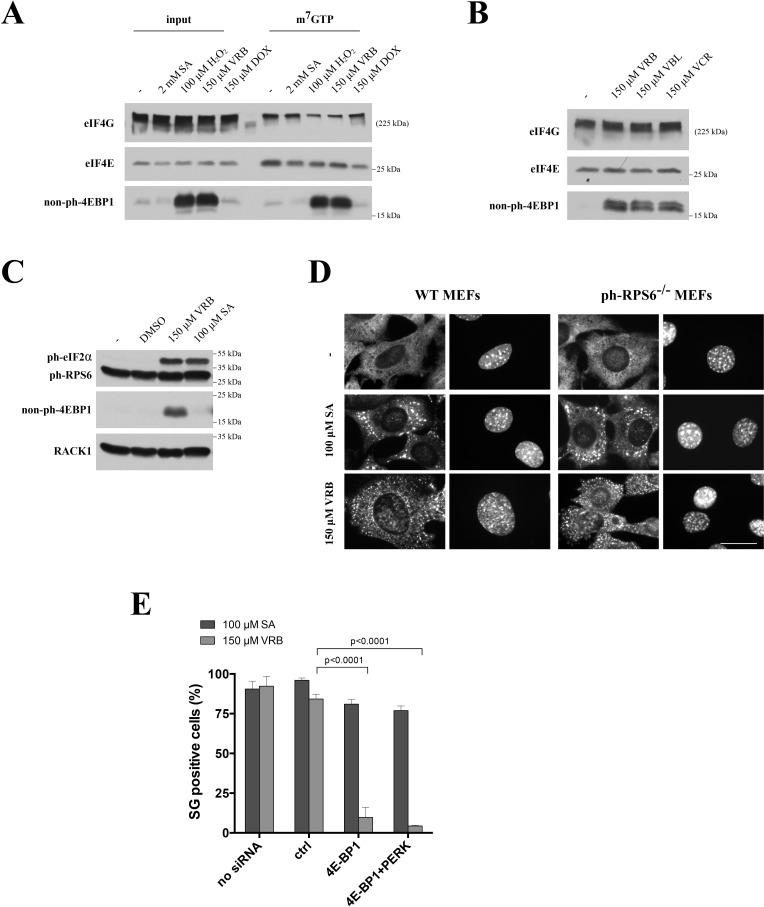 https://cdn.ncbi.nlm.nih.gov/pmc/blobs/e8a2/5058682/8519b5922226/oncotarget-07-30307-g005.jpg