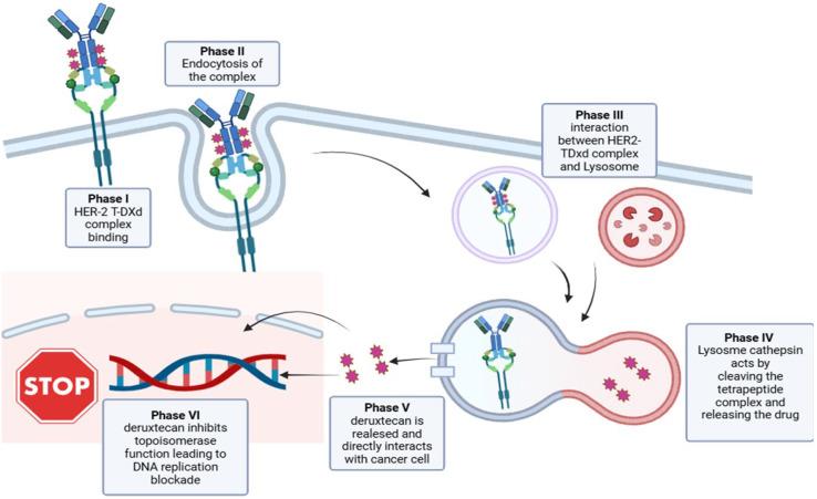 https://cdn.ncbi.nlm.nih.gov/pmc/blobs/e8a6/12346744/187553671e81/ijms-26-07285-g002.jpg
