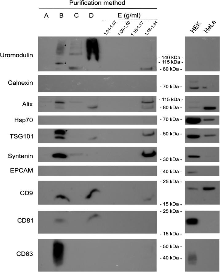https://cdn.ncbi.nlm.nih.gov/pmc/blobs/e8a9/6554496/b63f03c40ddc/gr2.jpg