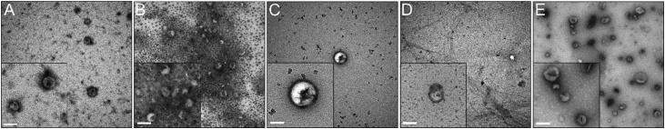 https://cdn.ncbi.nlm.nih.gov/pmc/blobs/e8a9/6554496/cf5278617d42/gr3.jpg