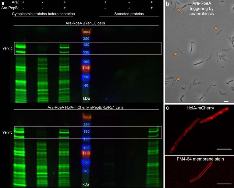 https://cdn.ncbi.nlm.nih.gov/pmc/blobs/e8aa/10847048/416b43308904/41564_2023_1571_Fig12_ESM.jpg