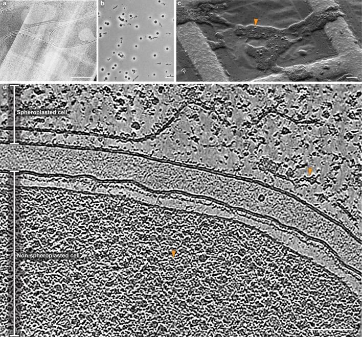 https://cdn.ncbi.nlm.nih.gov/pmc/blobs/e8aa/10847048/8ae72cddccb2/41564_2023_1571_Fig14_ESM.jpg