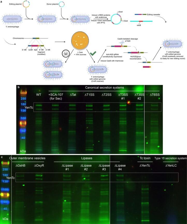 https://cdn.ncbi.nlm.nih.gov/pmc/blobs/e8aa/10847048/8cc07d86280a/41564_2023_1571_Fig8_ESM.jpg