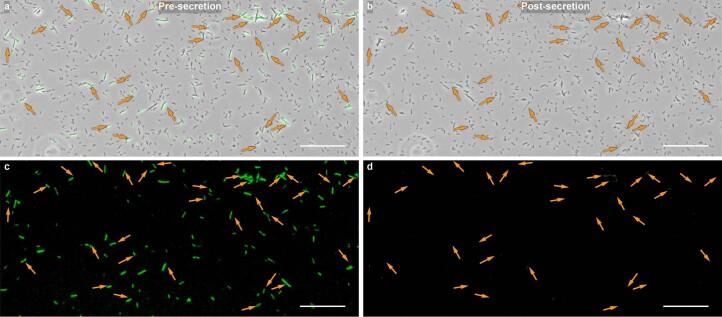 https://cdn.ncbi.nlm.nih.gov/pmc/blobs/e8aa/10847048/a82df3bbf151/41564_2023_1571_Fig11_ESM.jpg