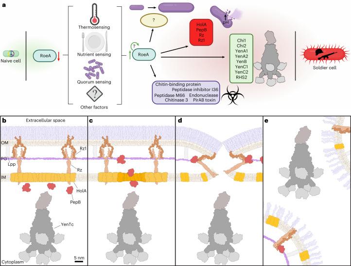 https://cdn.ncbi.nlm.nih.gov/pmc/blobs/e8aa/10847048/bb0664d218c0/41564_2023_1571_Fig6_HTML.jpg