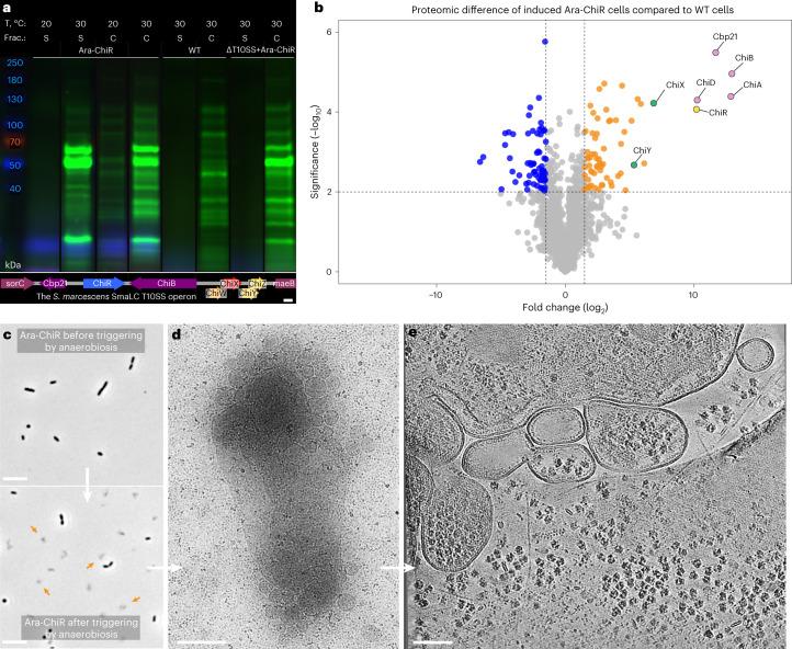 https://cdn.ncbi.nlm.nih.gov/pmc/blobs/e8aa/10847048/d585b4bc0b65/41564_2023_1571_Fig5_HTML.jpg