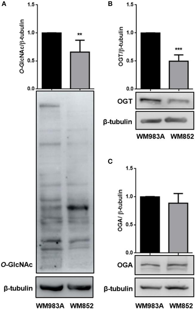 https://cdn.ncbi.nlm.nih.gov/pmc/blobs/e8aa/6411693/d4b2da391f36/fonc-09-00116-g0003.jpg