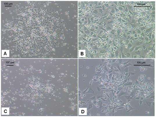 https://cdn.ncbi.nlm.nih.gov/pmc/blobs/e8ad/2820083/e414f378bc0b/pone.0009173.g003.jpg