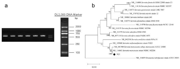 https://cdn.ncbi.nlm.nih.gov/pmc/blobs/e8b4/11206094/1d5b143cb7a7/microorganisms-12-01149-g001.jpg