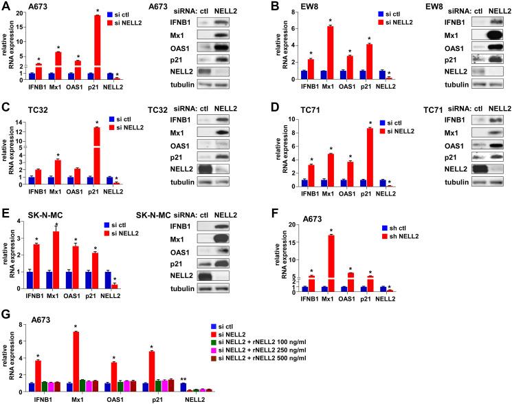 https://cdn.ncbi.nlm.nih.gov/pmc/blobs/e8b4/8711646/fd322390d1cb/ganc-12-218-g001.jpg