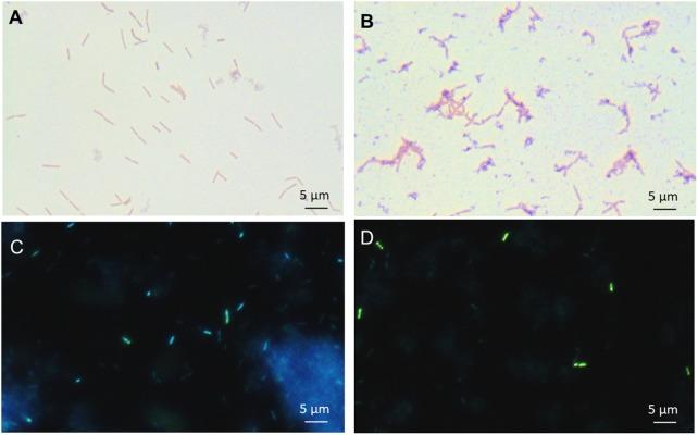 https://cdn.ncbi.nlm.nih.gov/pmc/blobs/e8ba/6204390/478b4b3f17ea/fmicb-09-02548-g002.jpg