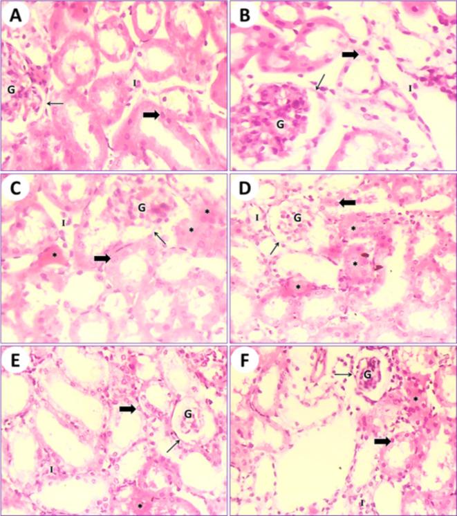https://cdn.ncbi.nlm.nih.gov/pmc/blobs/e8bb/11525657/3c946387bb4b/41598_2024_74410_Fig4_HTML.jpg